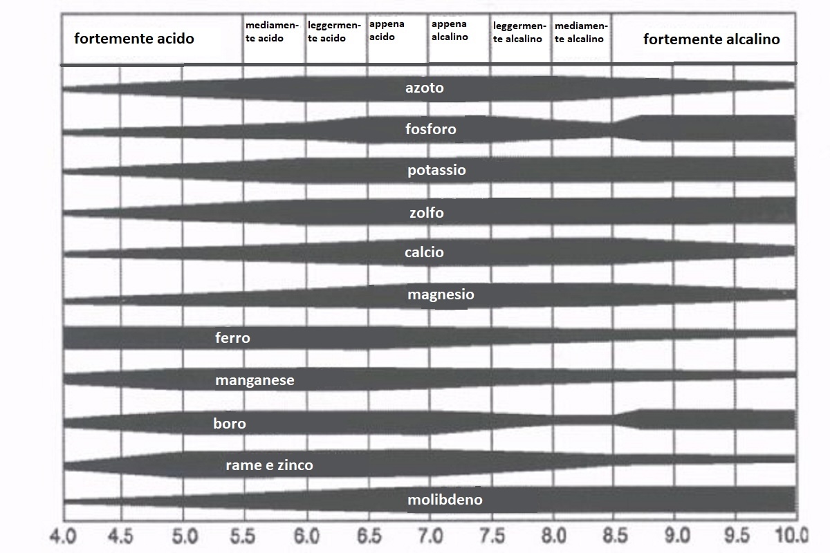 Grafico: disponibilità di nutrienti per le piante in funzione del pH del suolo